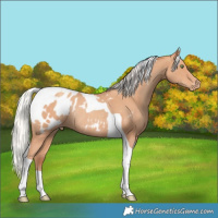 Horse Color:Silver Amber Champagne Tobiano Appaloosa Rabicano 