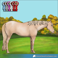 Horse Color:Gold Champagne Pearl Rabicano and Gold Champagne Pearl Rabicano