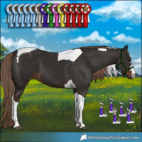 Horse Color:Liver Chestnut Tobiano