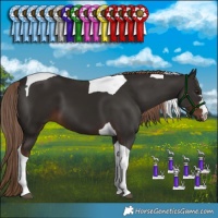 Horse Color:Liver Chestnut Tobiano 