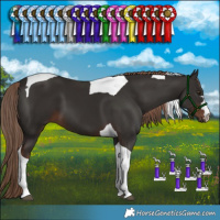 Horse Color:Liver Chestnut Tobiano