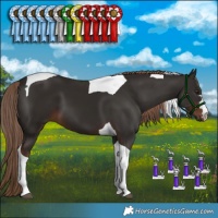 Horse Color:Liver Chestnut Tobiano