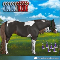 Horse Color:Liver Chestnut Tobiano 