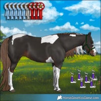 Horse Color:Liver Chestnut Tobiano 