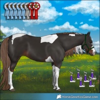 Horse Color:Liver Chestnut Tobiano 