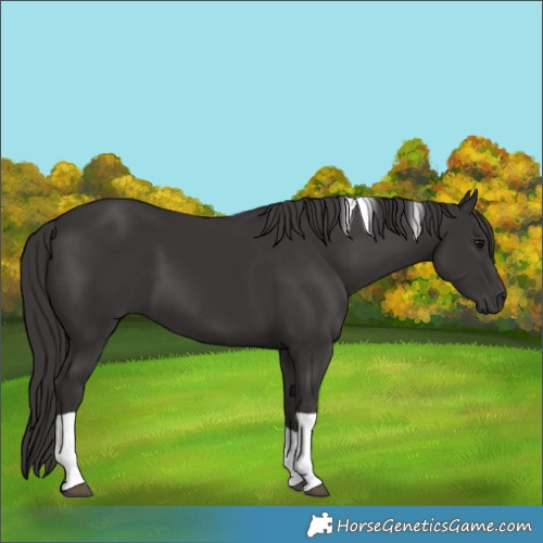 Horse Color:Smoky Black Tobiano 