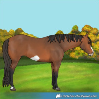 Horse Color:Bay Frame 