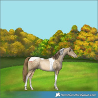 Horse Color:Buckskin Pearl Tobiano 