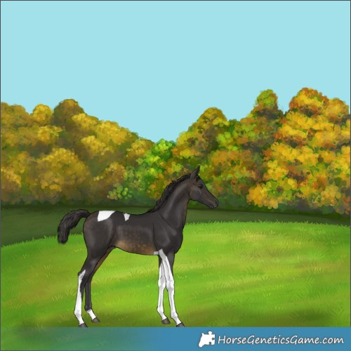 Horse Color:Buckskin Tobiano 