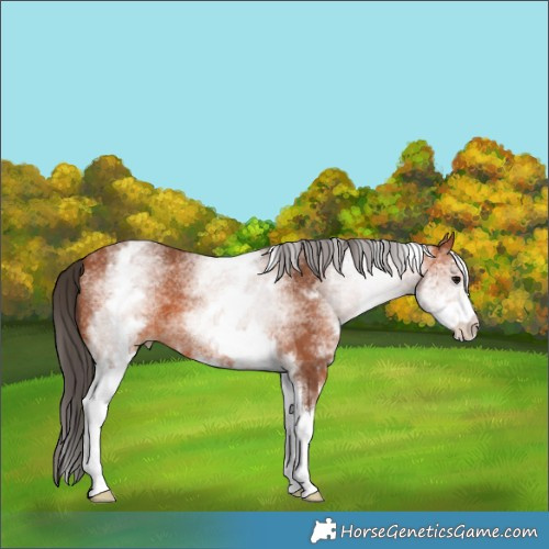 Horse Color:White Spotted Bay 