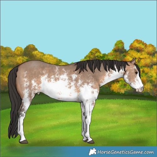 Horse Color:White Spotted Brown Dun Sabino 