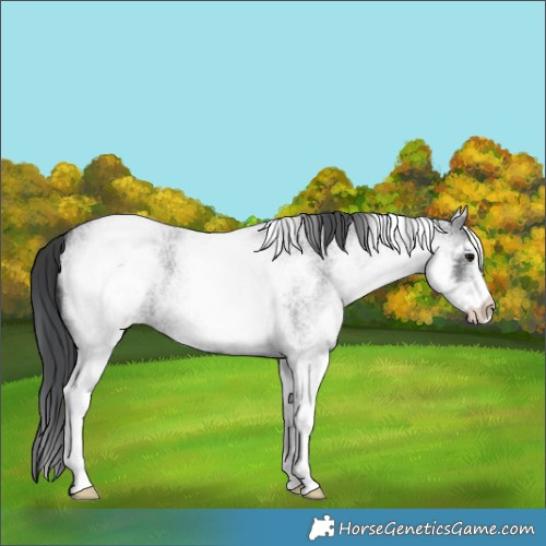 Horse Color:White Spotted Blue Roan 