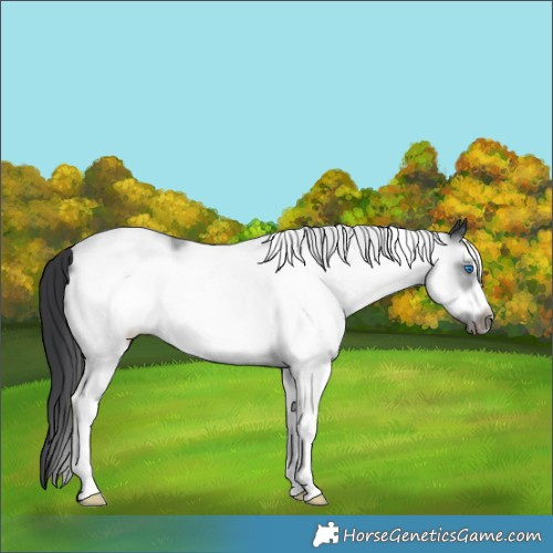 Horse Color:White Spotted Black Frame 