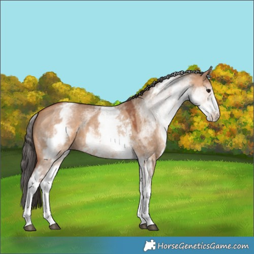 Horse Color:White Spotted Bay Dun Sabino 