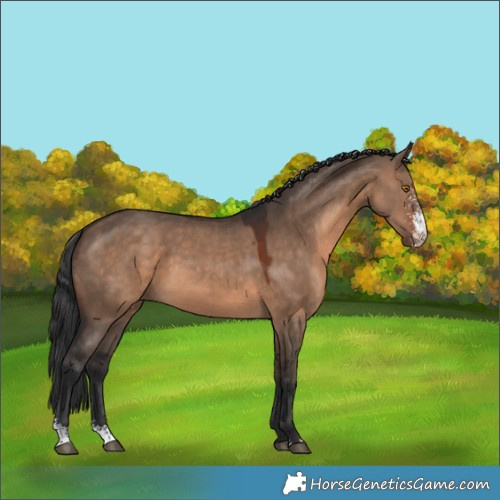 Horse Color:Brown Dun Sabino 