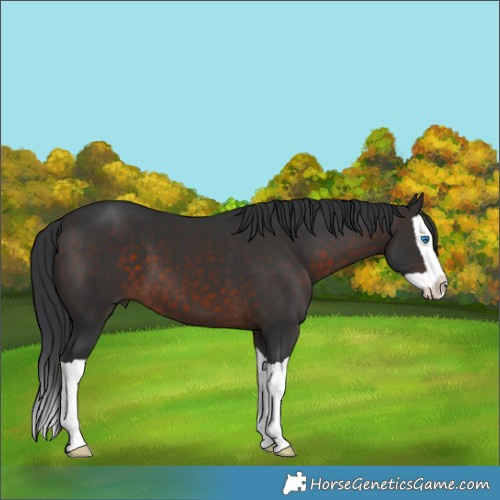 Horse Color:Brown Splash 