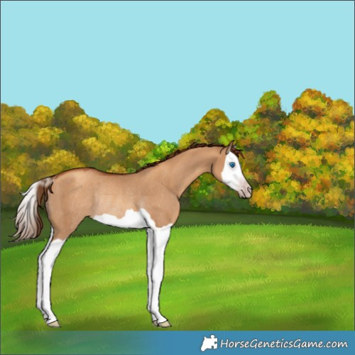 Horse Color:Gray Gold Champagne Dun Splash Rabicano