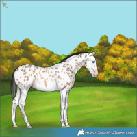 Horse Color:Gray Amber Champagne Roan Splash Appaloosa Rabicano