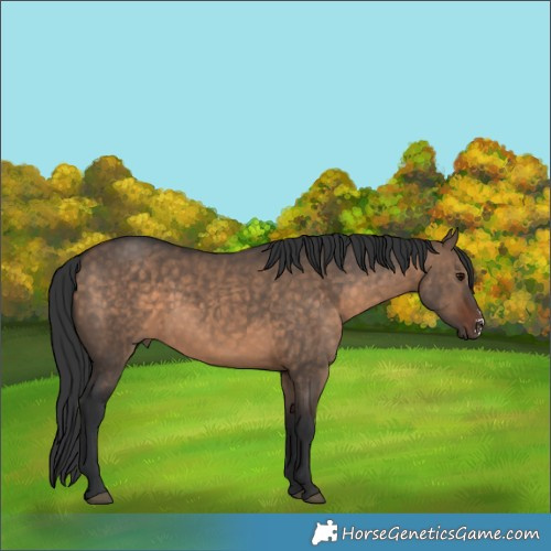 Horse Color:Brown Dun Sabino Rabicano 