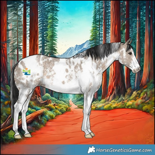 Horse Color:White Spotted Brown Dun Sabino 