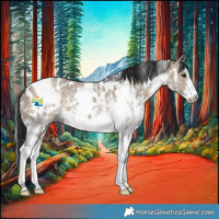 Horse Color:White Spotted Brown Dun Sabino 