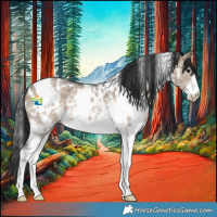 Horse Color:White Spotted Brown Dun Sabino 