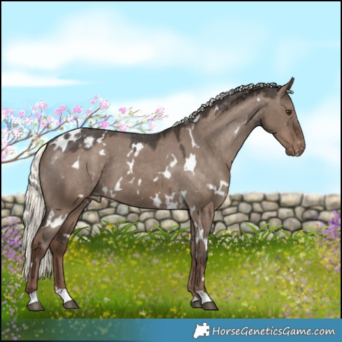 Horse Color:White Spotted Liver Red Dun Mushroom Appaloosa 