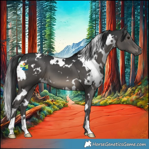 Horse Color:White Spotted Black 