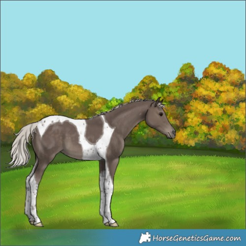 Horse Color:Silver Black Tobiano