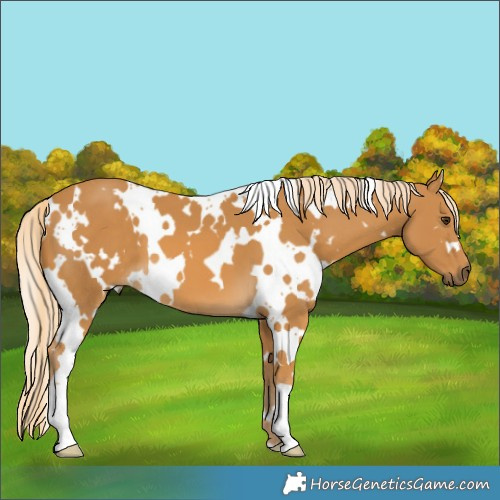 Horse Color:White Spotted Palomino 