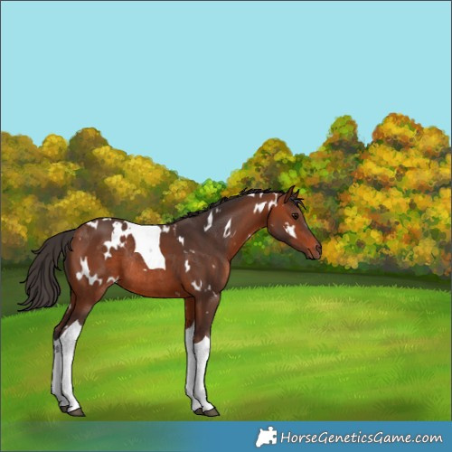 Horse Color:White Spotted Bay Tobiano Rabicano