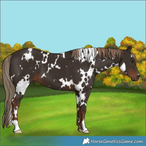 Horse Color:White Spotted Liver Chestnut