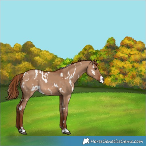 Horse Color:White Spotted Red Dun Rabicano 