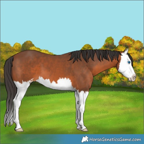 Horse Color:Bay Sabino Splash 