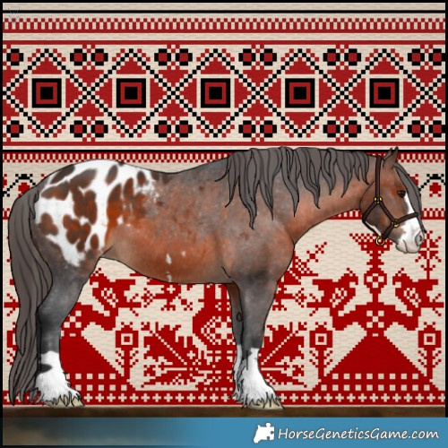 Horse Color:Brown Appaloosa 