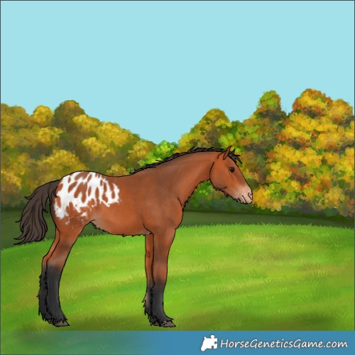 Horse Color:Bay Appaloosa 