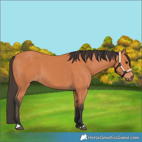 Horse Color:Bay 