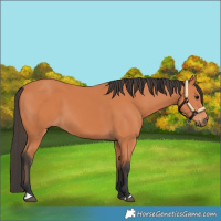 Horse Color:Bay 