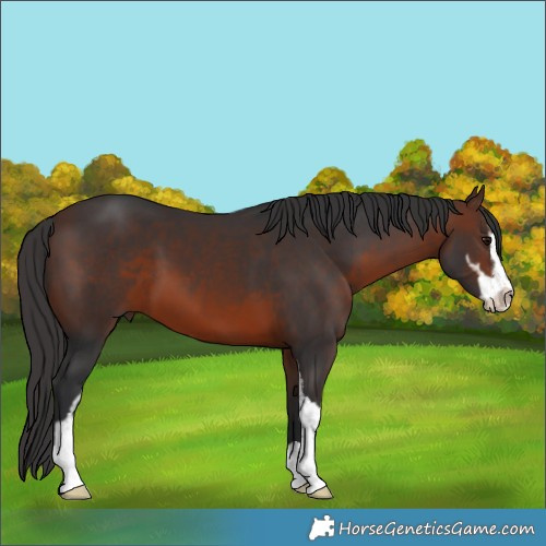 Horse Color:Brown Sabino