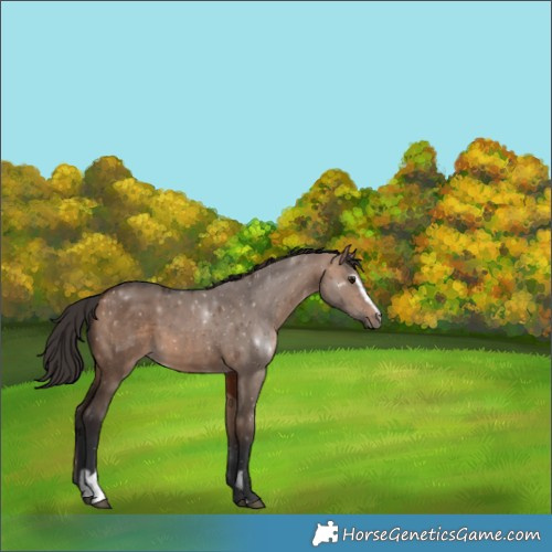 Horse Color:Bay Dun Sabino
