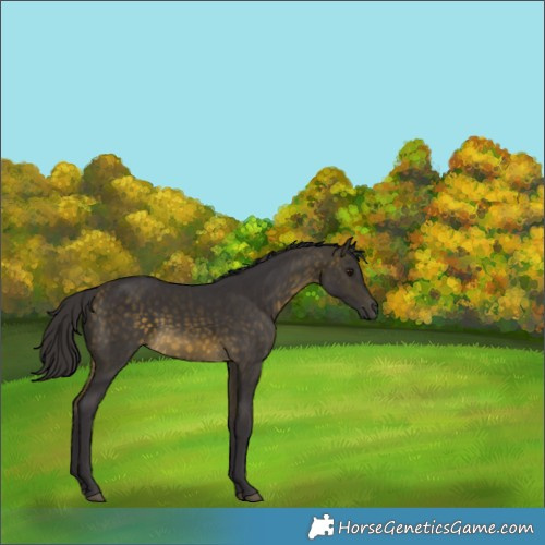 Horse Color:Buckskin Mushroom
