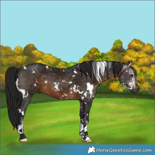Horse Color:Gray White Spotted Brown Sabino