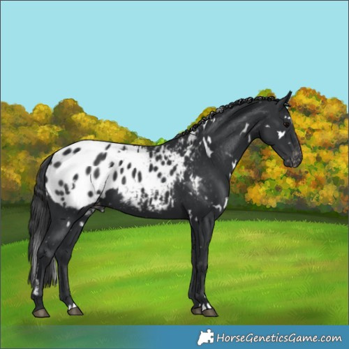 Horse Color:White Spotted Black Appaloosa 
