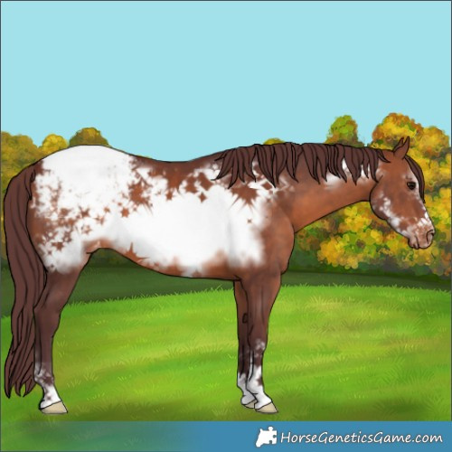 Horse Color:Chocolate Brown Frame Appaloosa
