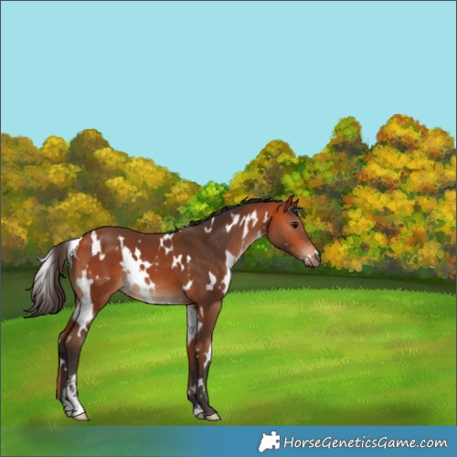 Horse Color:White Spotted Bay Sabino 