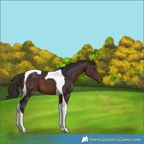 Horse Color:Brown Tobiano 