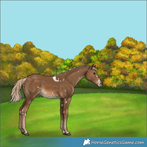 Horse Color:White Spotted Chocolate Palomino 