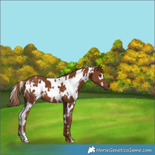 Horse Color:White Spotted Chestnut 