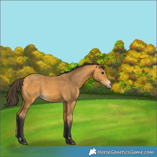 Horse Color:Buckskin 