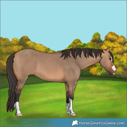 Horse Color:Bay Dun 